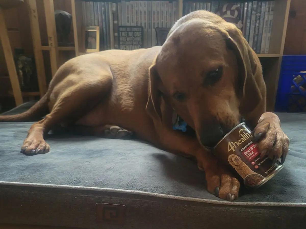 Koleman (NY), a ADOPTABLE Redbone Coonhound in Williamsburg, VA image 4/4