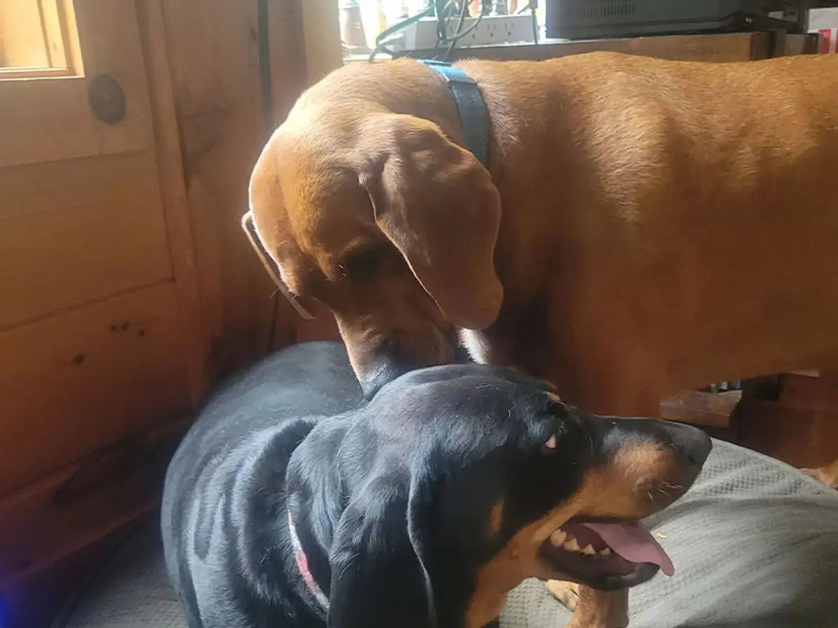 Koleman (NY), a ADOPTABLE Redbone Coonhound in Williamsburg, VA image 3/4