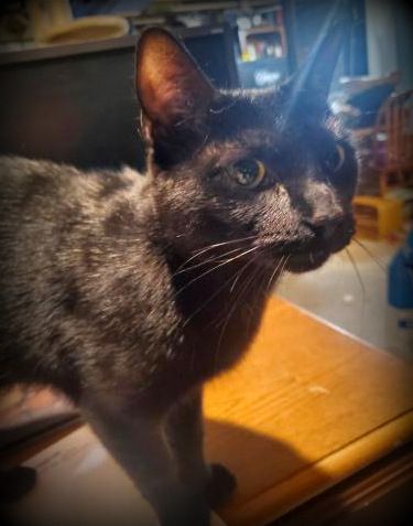 Enlarge Sabrina, a Adoptable Domestic Short Hair in Sykesville, MD image 1/6