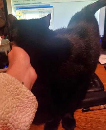 Enlarge Sabrina, a Adoptable Domestic Short Hair in Sykesville, MD image 3/6