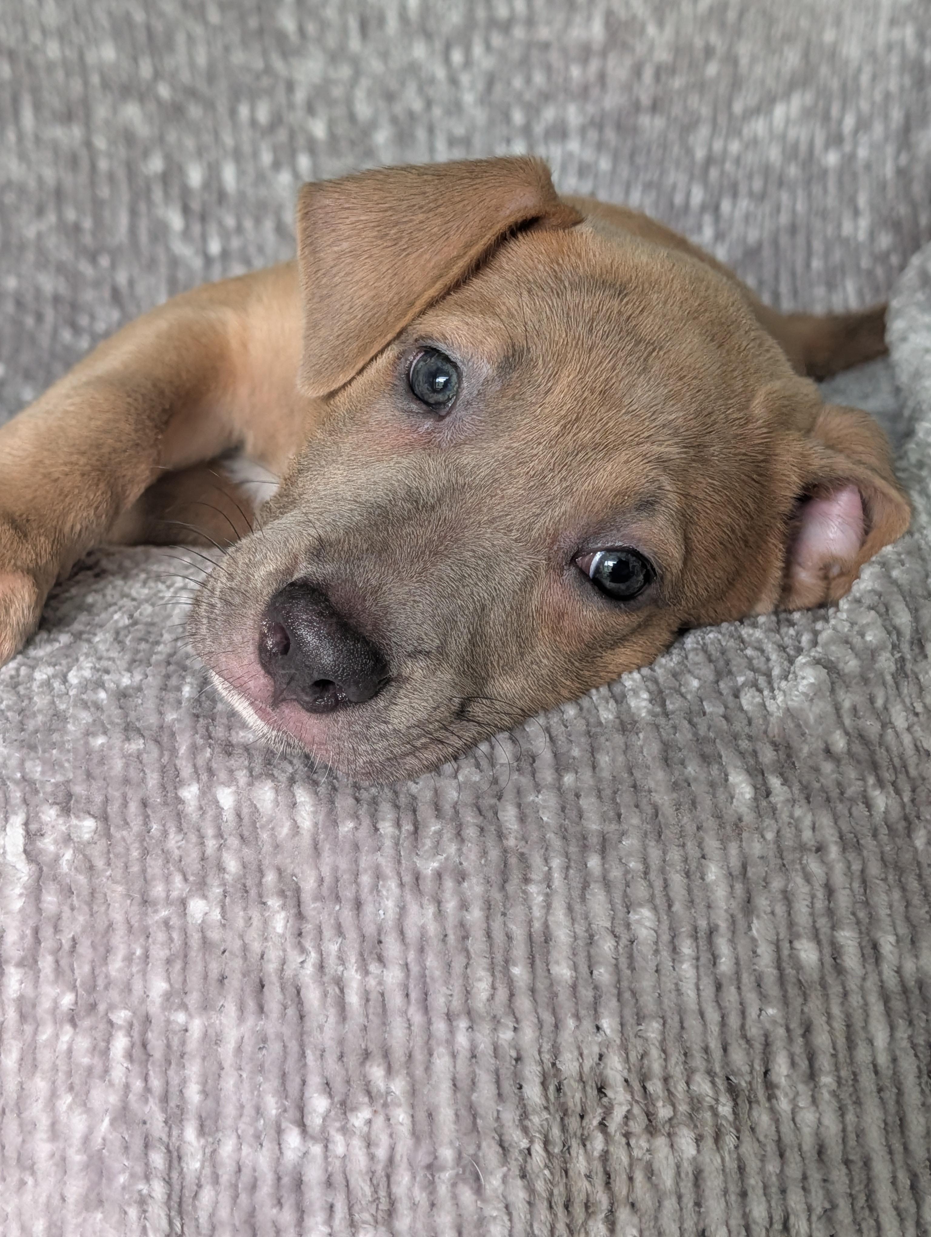 Violet, Adoptable, Puppy Female Labrador Retriever & Terrier.