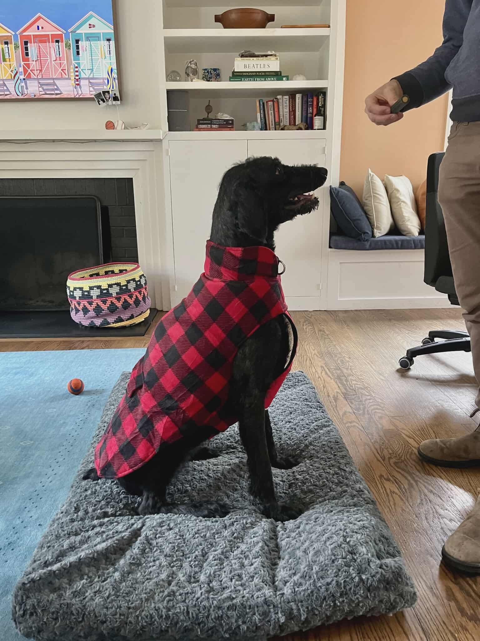 Enlarge Sophia, a Adoptable Poodle in Westwood, NJ image 1/6