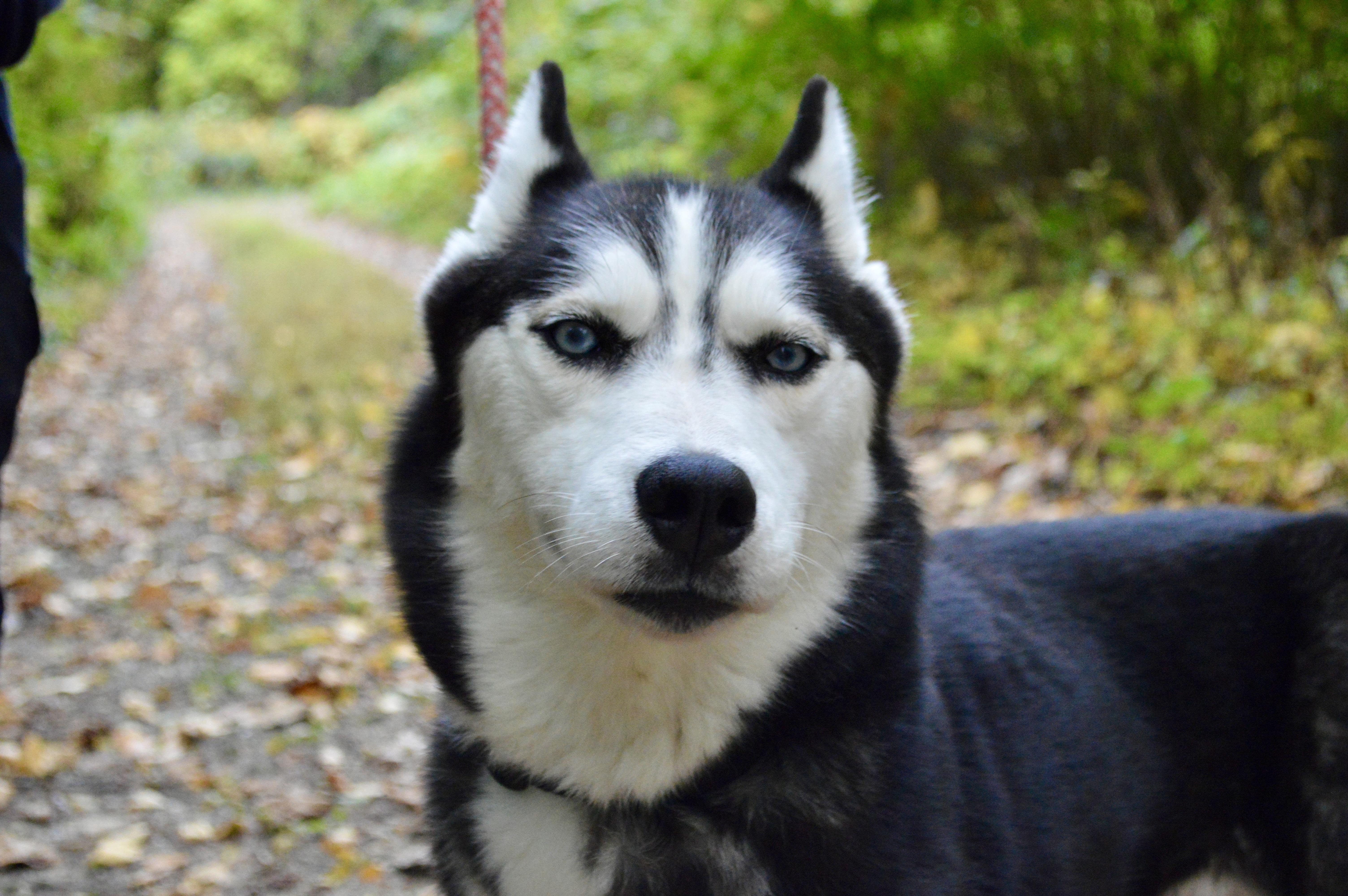 Aurora, Adoptable, Adult Female Husky.
