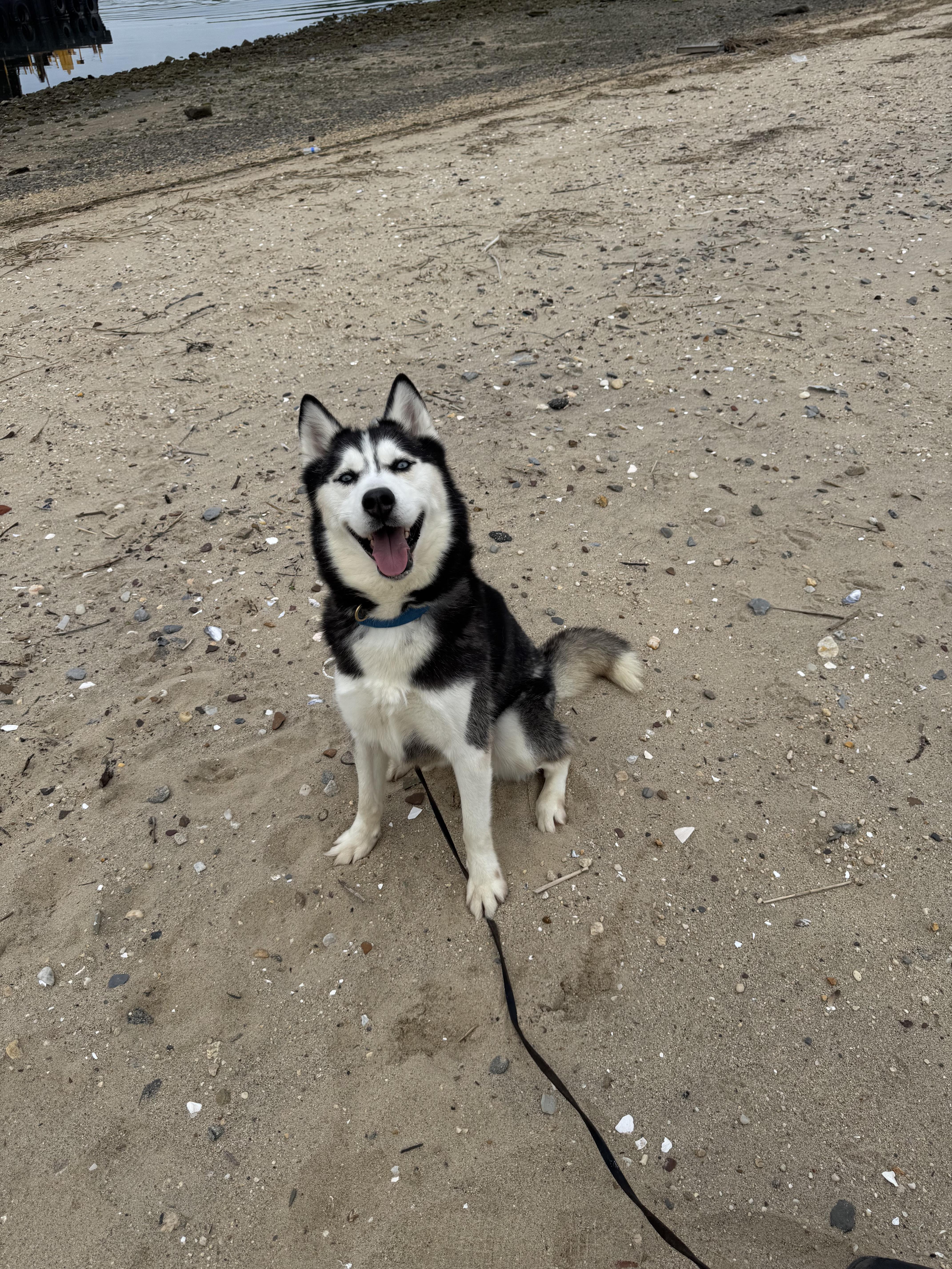 Enlarge Aurora, a Adoptable Husky in Port Washington, NY image 6/6