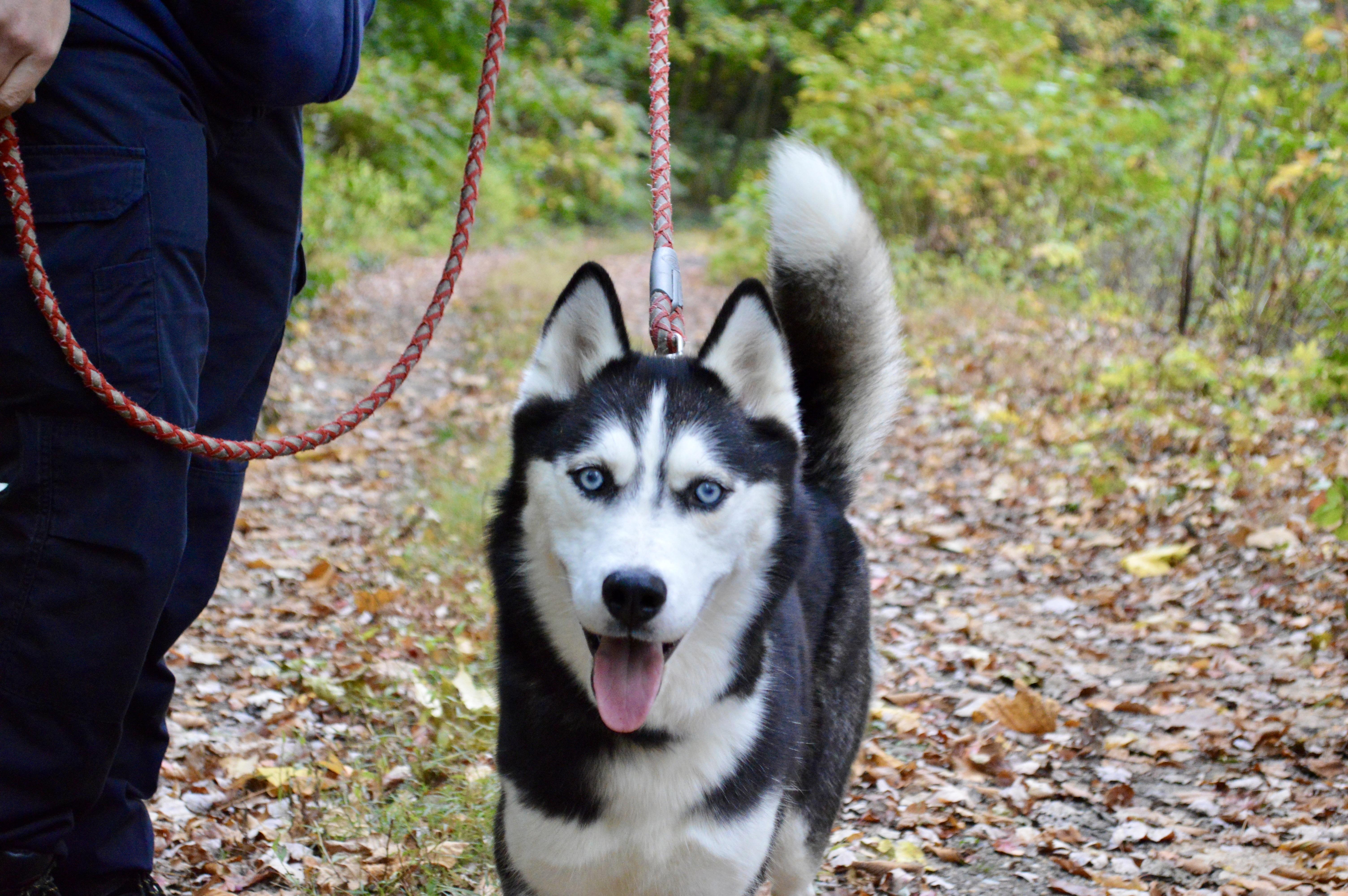 Enlarge Aurora, a Adoptable Husky in Port Washington, NY image 2/4