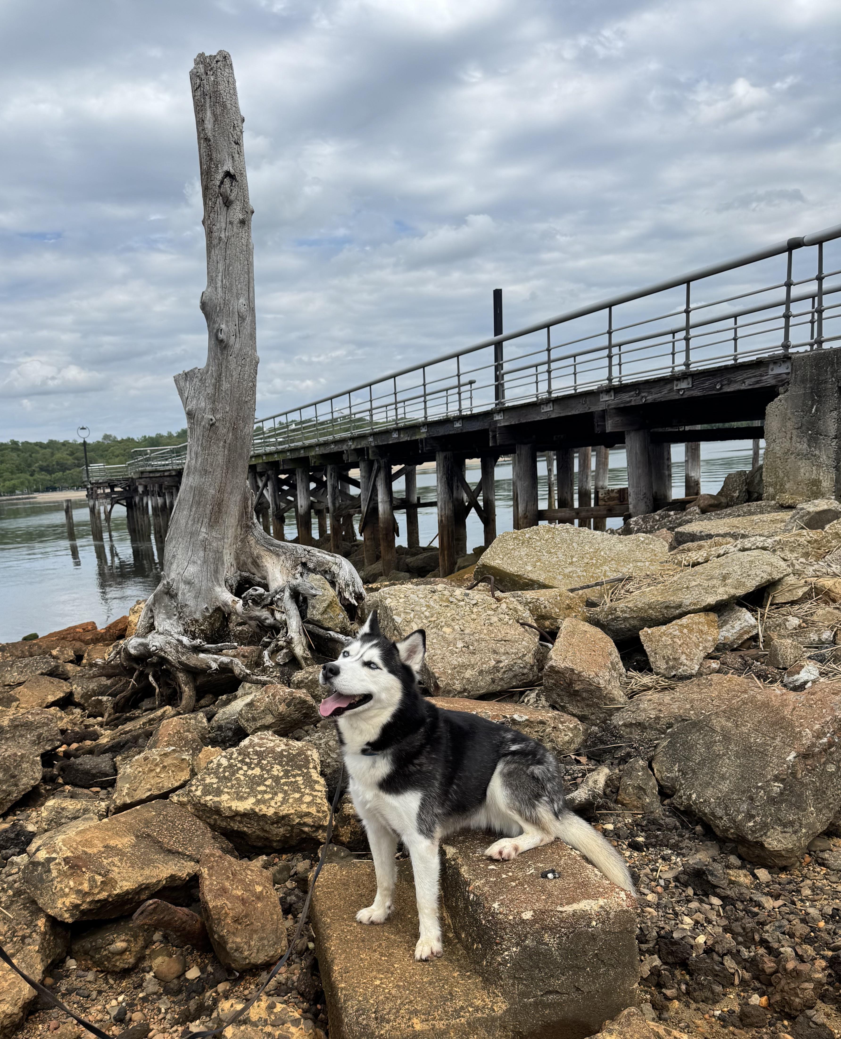 Enlarge Aurora, a Adoptable Husky in Port Washington, NY image 5/6