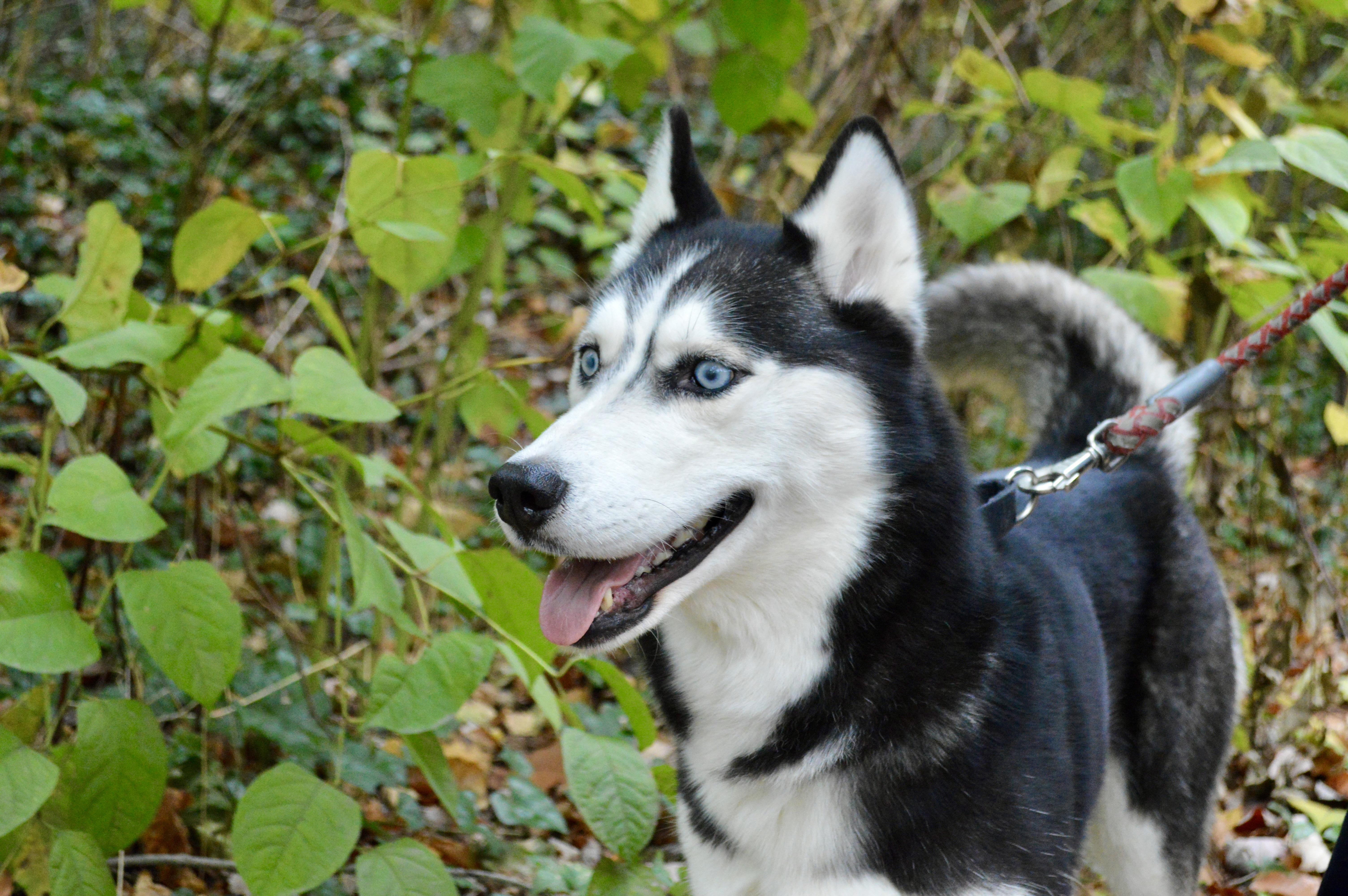 Enlarge Aurora, a Adoptable Husky in Port Washington, NY image 3/4