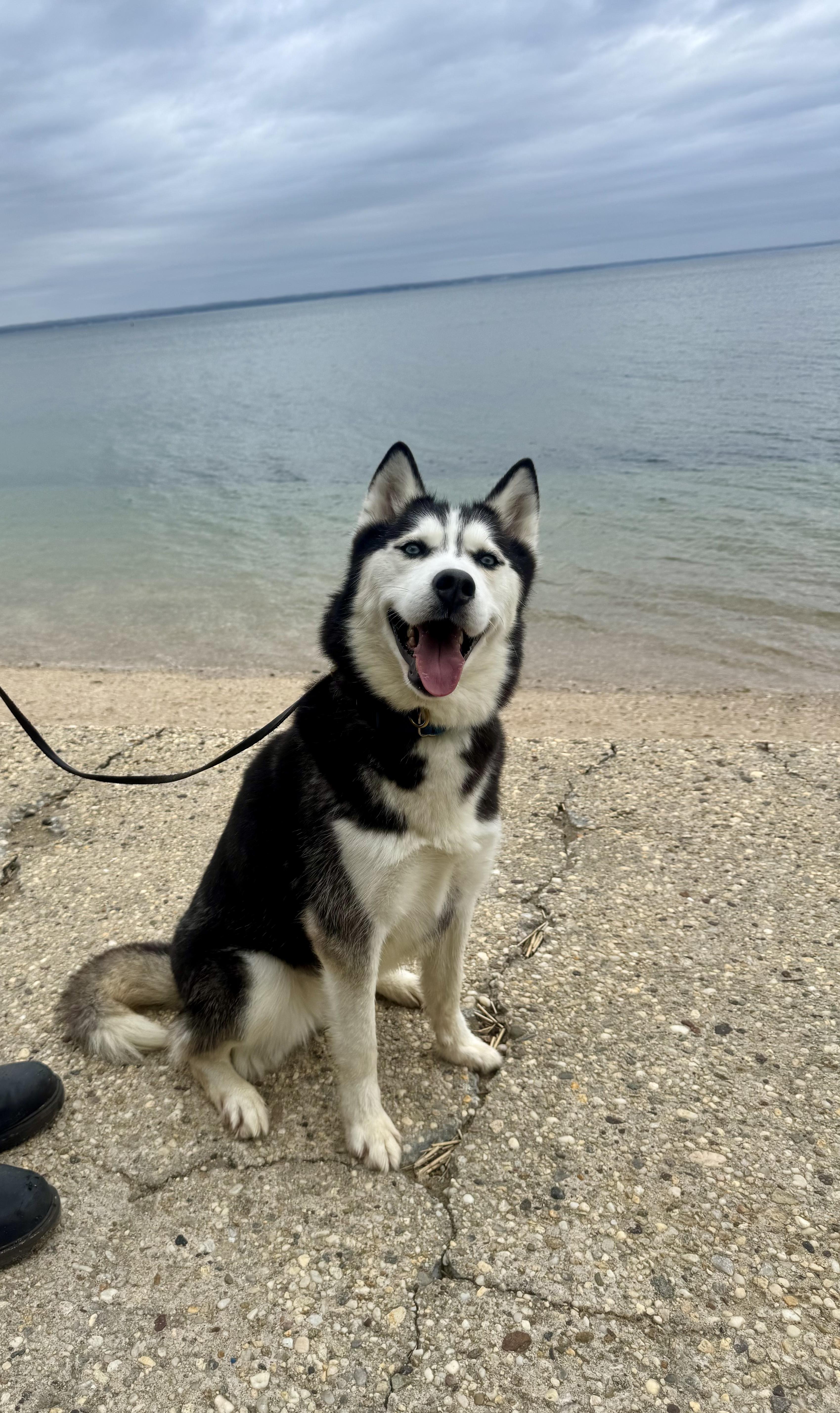 Enlarge Aurora, a Adoptable Husky in Port Washington, NY image 1/6
