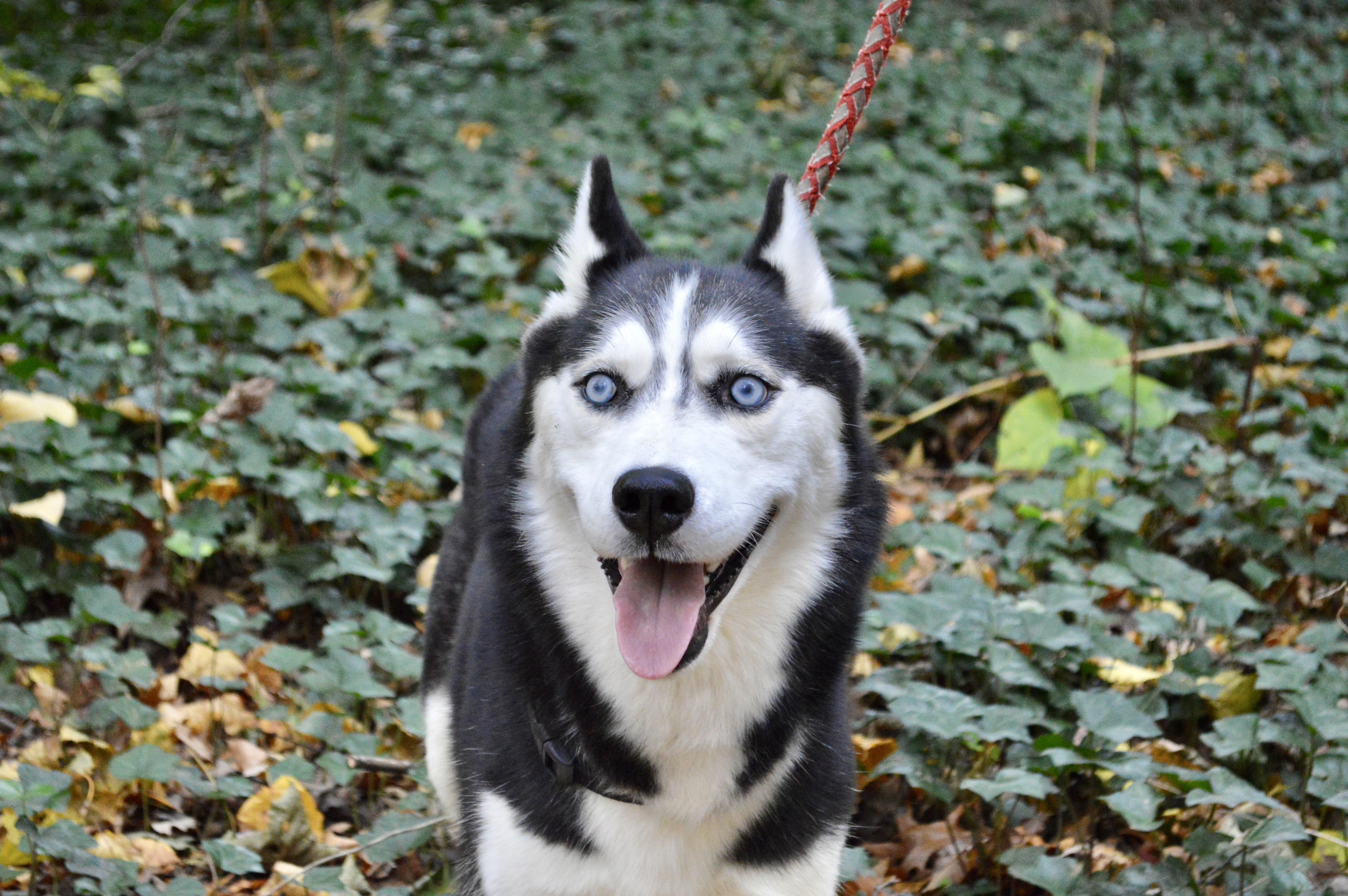 Enlarge Aurora, a Adoptable Husky in Port Washington, NY image 4/4