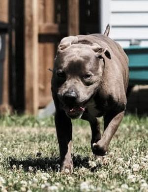 Sir Mitchell, a ADOPTABLE Pit Bull Terrier in Painesville, OH image 2/5