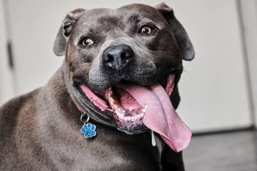 Sir Mitchell, a ADOPTABLE Pit Bull Terrier in Painesville, OH image 4/5