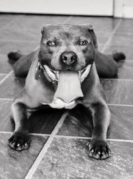 Sir Mitchell, ADOPTABLE, Adult Male Pit Bull Terrier.