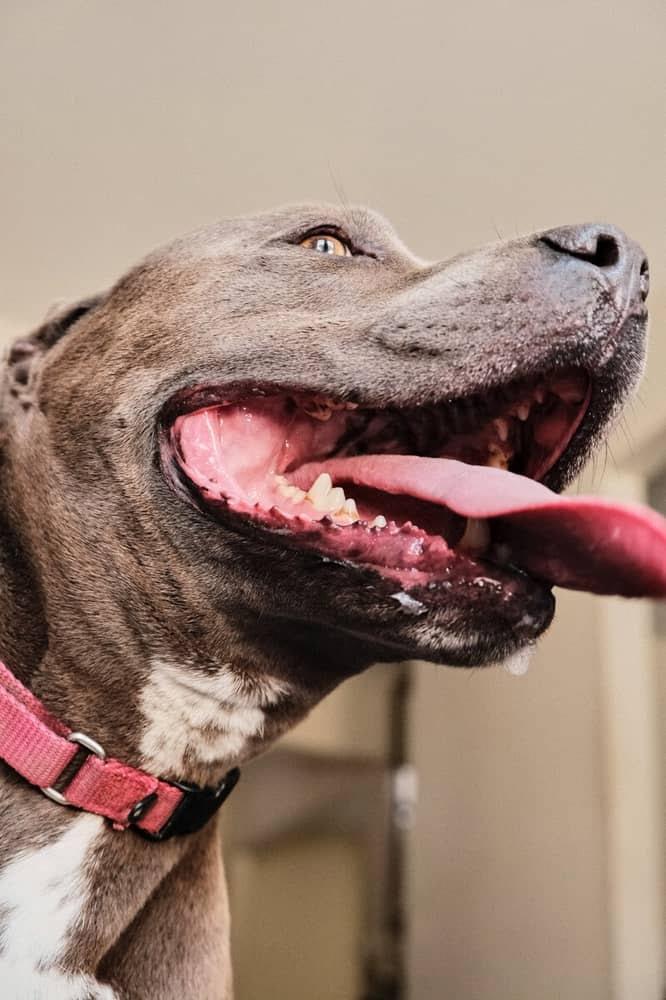 Sir Mitchell, a ADOPTABLE Pit Bull Terrier in Painesville, OH image 3/5
