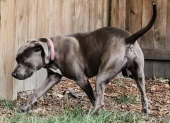 Sir Mitchell, a ADOPTABLE Pit Bull Terrier in Painesville, OH image 5/5