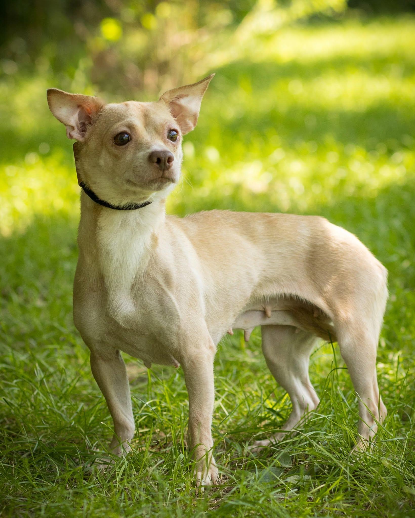 MISTY (0059), ADOPTABLE, Adult Female Chihuahua.