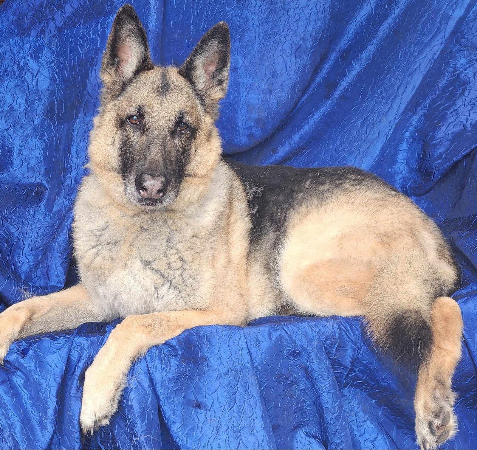 Enlarge tigerTyson Conklin, a Adopted German Shepherd Dog in Cuba, NY image 2/2