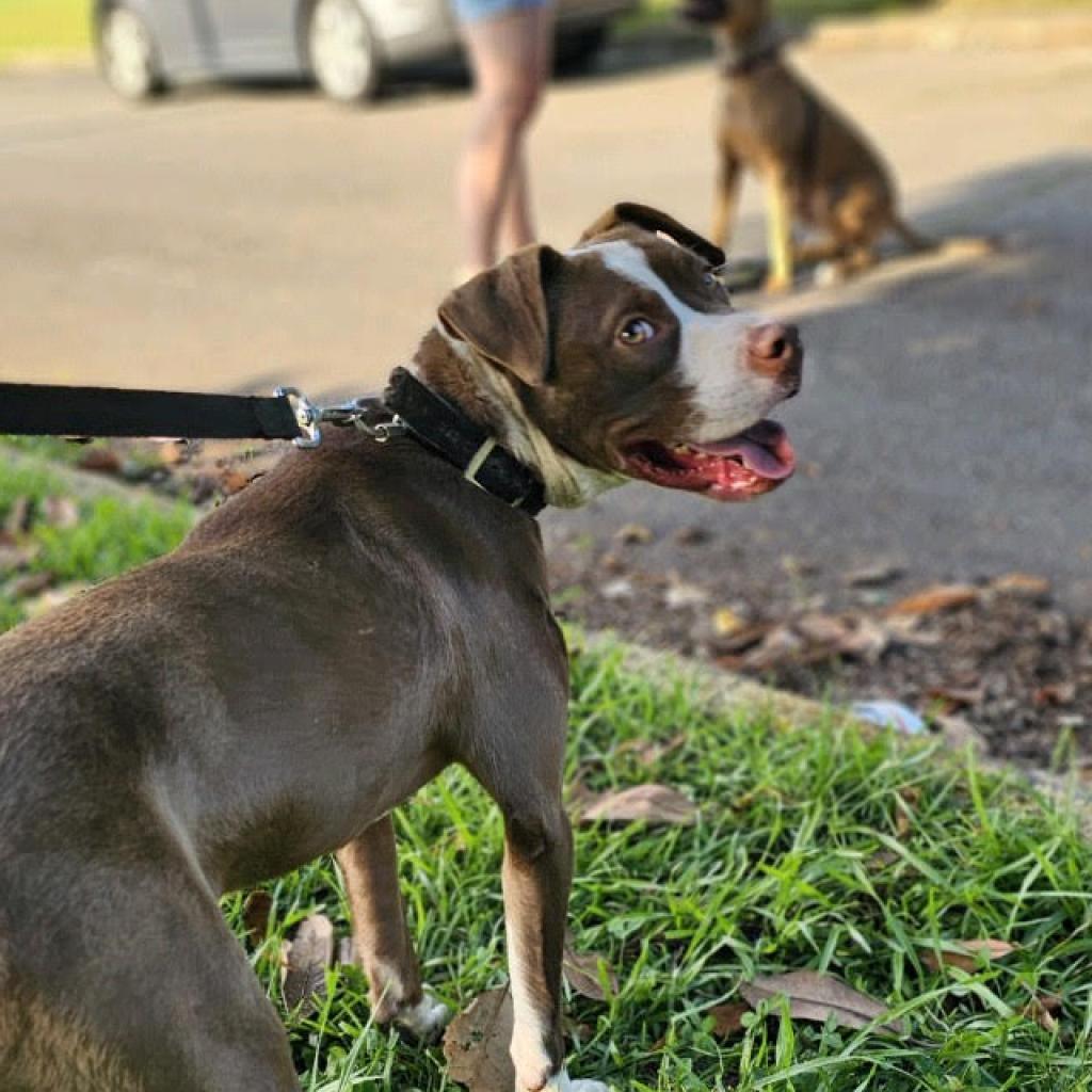 Herb Ertlinger, a Adoptable Mixed Breed in Simpsonville, SC image 1/6