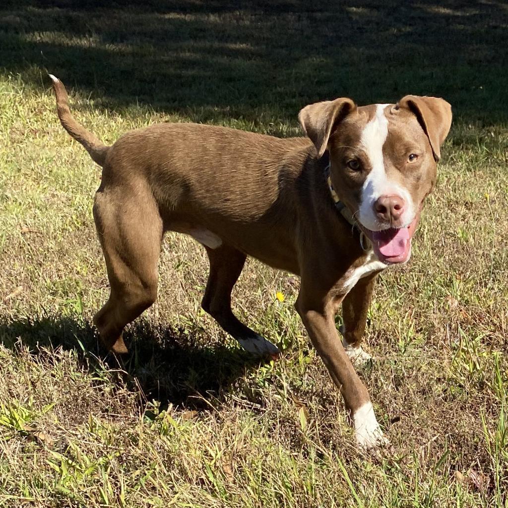 Herb Ertlinger, a Adoptable Mixed Breed in Simpsonville, SC image 2/6
