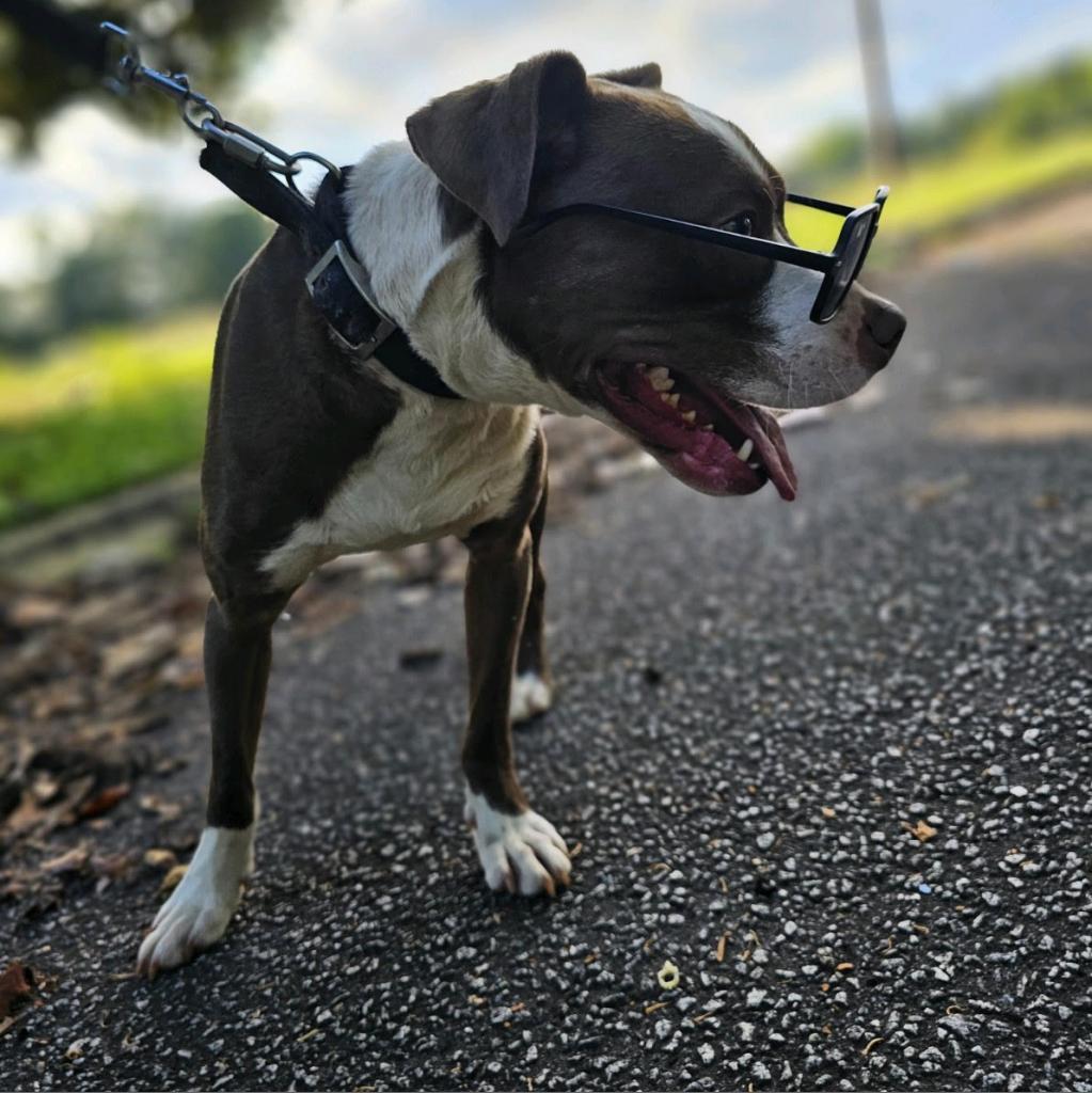Herb Ertlinger, a Adoptable Mixed Breed in Simpsonville, SC image 3/6
