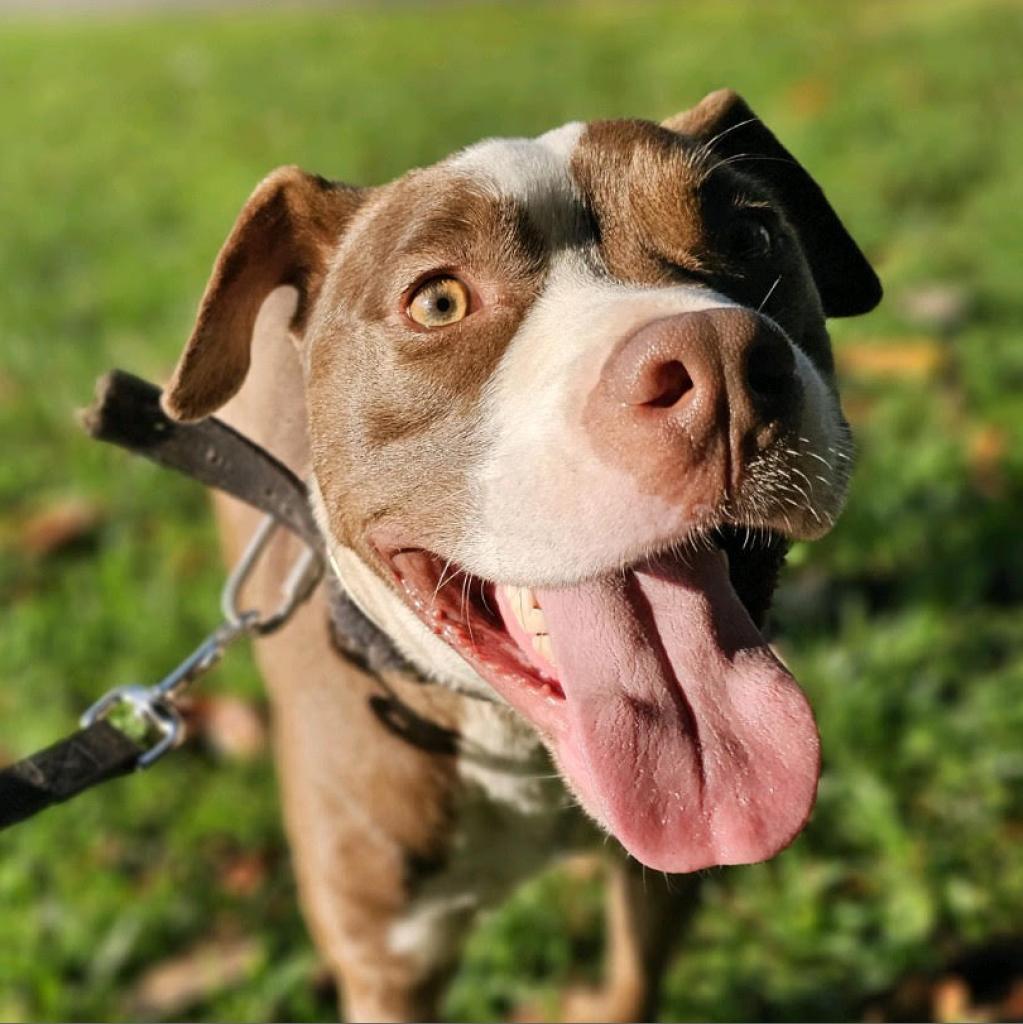 Herb Ertlinger, a Adoptable Mixed Breed in Simpsonville, SC image 4/6