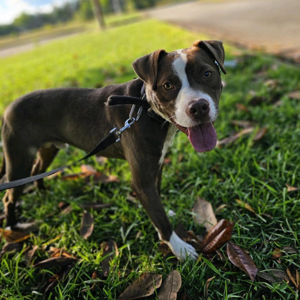 Herb Ertlinger, a Adoptable Mixed Breed in Simpsonville, SC image 5/6
