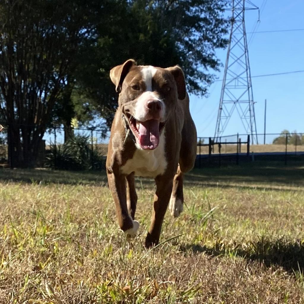 Herb Ertlinger, a Adoptable Mixed Breed in Simpsonville, SC image 6/6