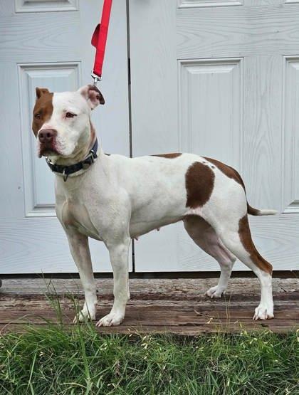 Nessie, Adoptable, Adult Female Staffordshire Bull Terrier & Mixed Breed.
