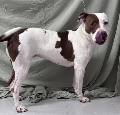 Enlarge Nessie, a Adoptable mixed breed in McCook, NE image 1/3