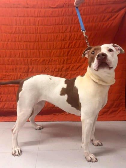 Nessie, Adoptable, Adult Female Staffordshire Bull Terrier & Mixed Breed.