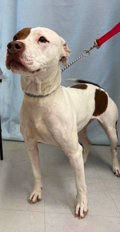 Nessie, a Adoptable mixed breed in McCook, NE image 2/3