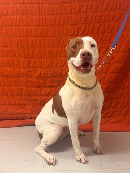 Enlarge Nessie, a Adoptable mixed breed in McCook, NE image 2/5