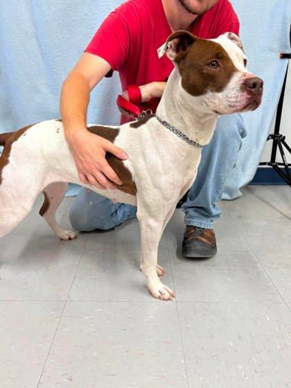 Nessie, a Adoptable mixed breed in McCook, NE image 3/3