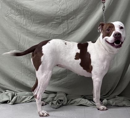Enlarge Nessie, a Adoptable mixed breed in McCook, NE image 3/3