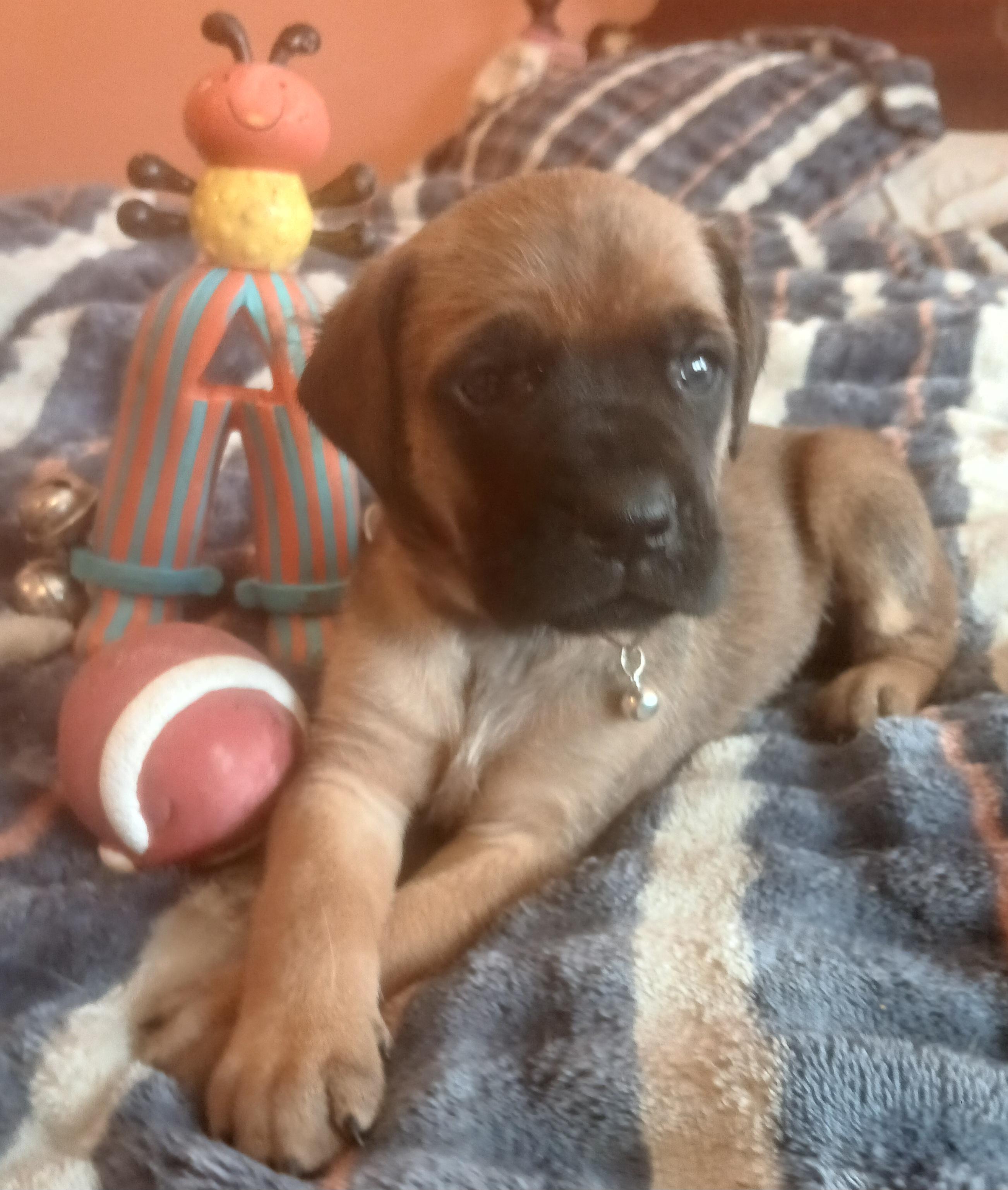 Lizzy, ADOPTABLE, Puppy Female Bullmastiff.