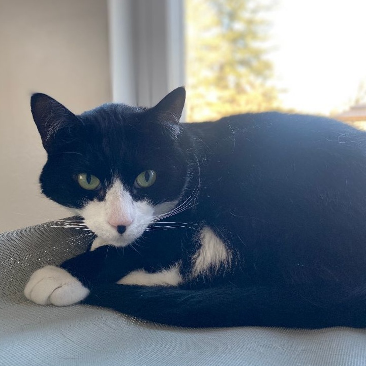 Enlarge Parka, a Adoptable Domestic Short Hair in North Haven, CT image 1/3