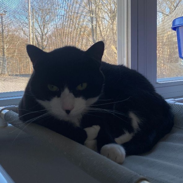 Enlarge Parka, a Adoptable Domestic Short Hair in North Haven, CT image 3/3