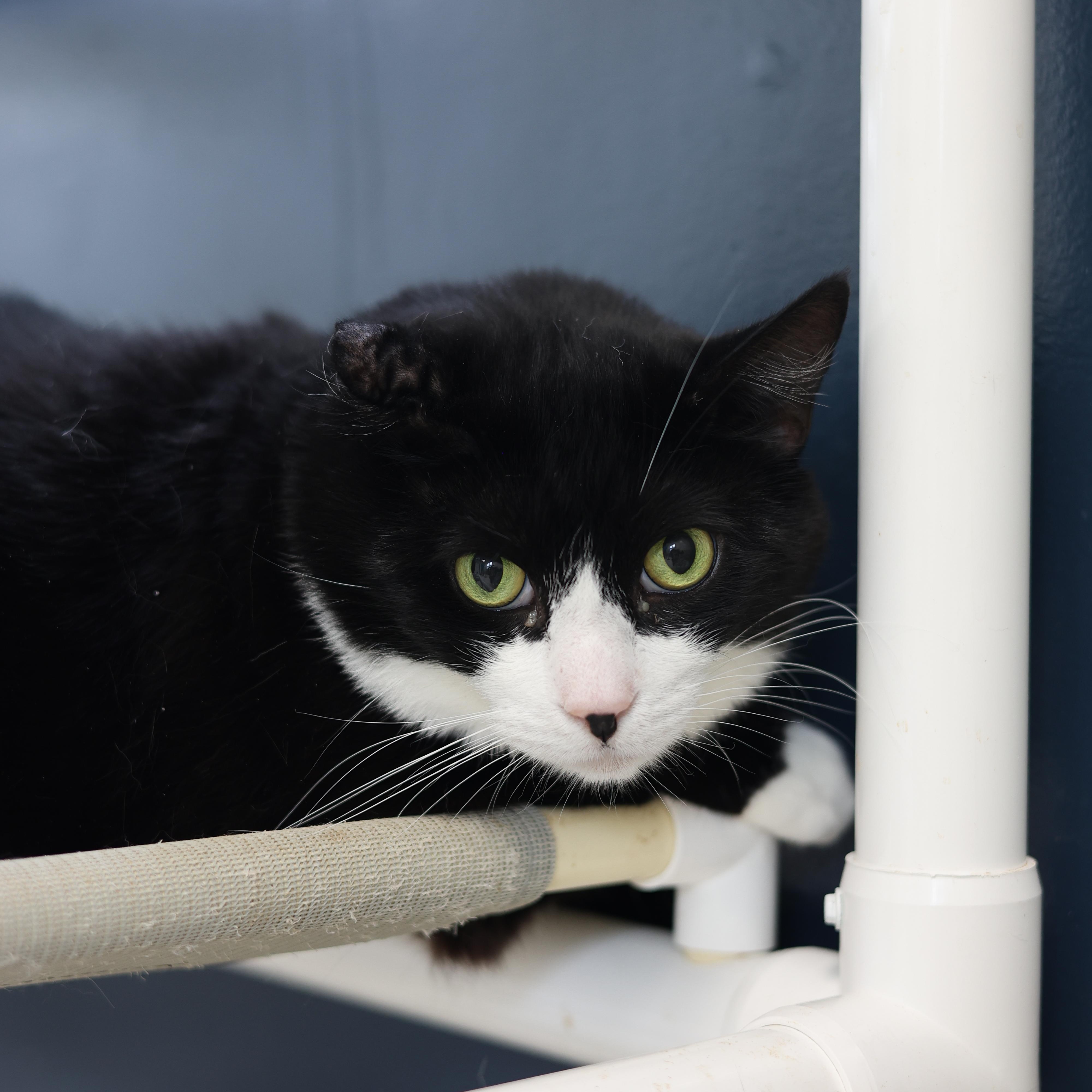 Parka, Adoptable, Adult Male Domestic Short Hair.