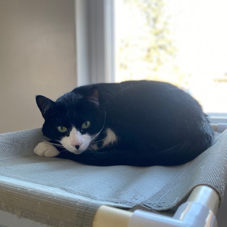 Enlarge Parka, a Adoptable Domestic Short Hair in North Haven, CT image 2/3