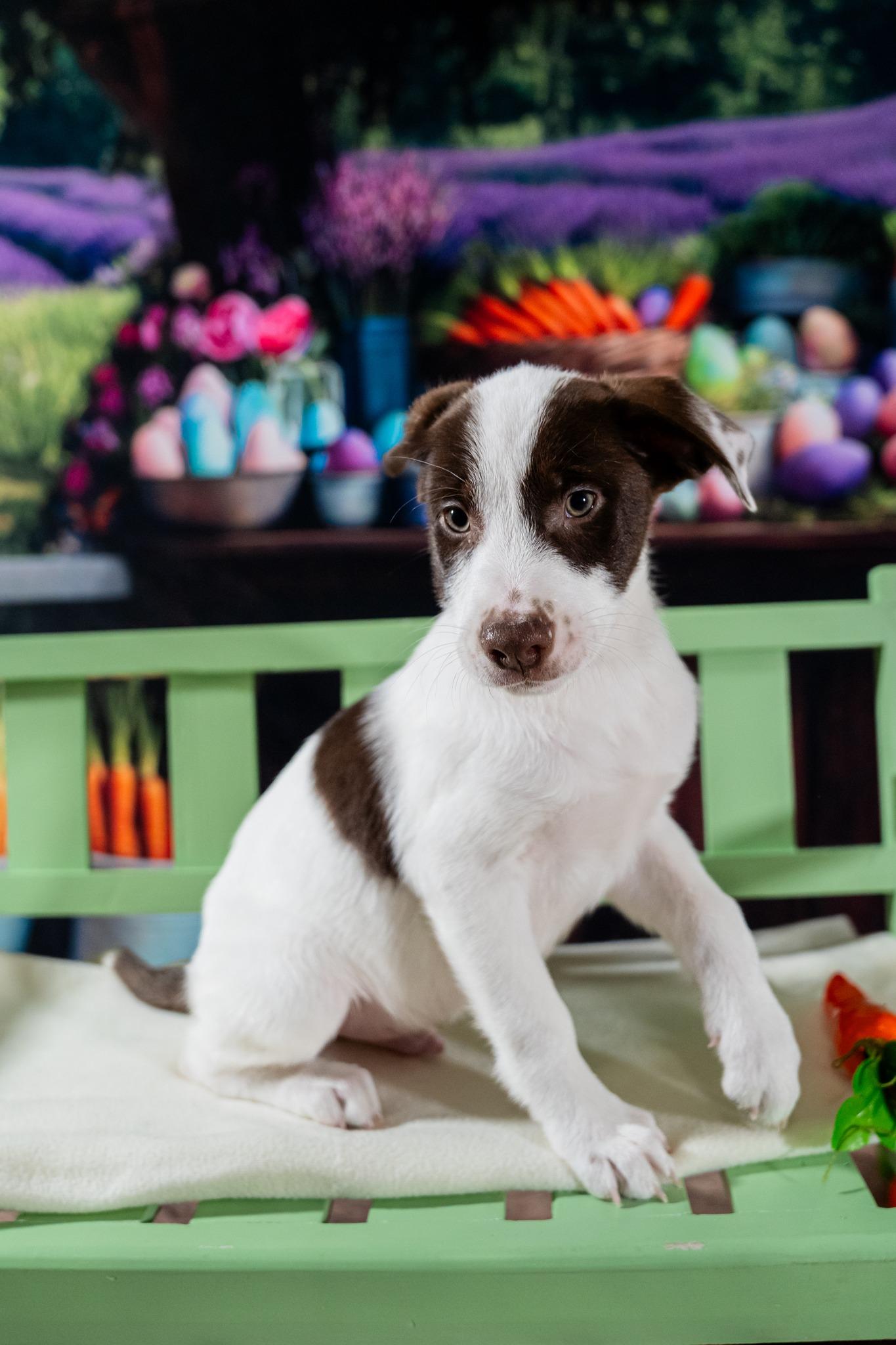 Zane, ADOPTABLE, Puppy Male Mixed Breed.