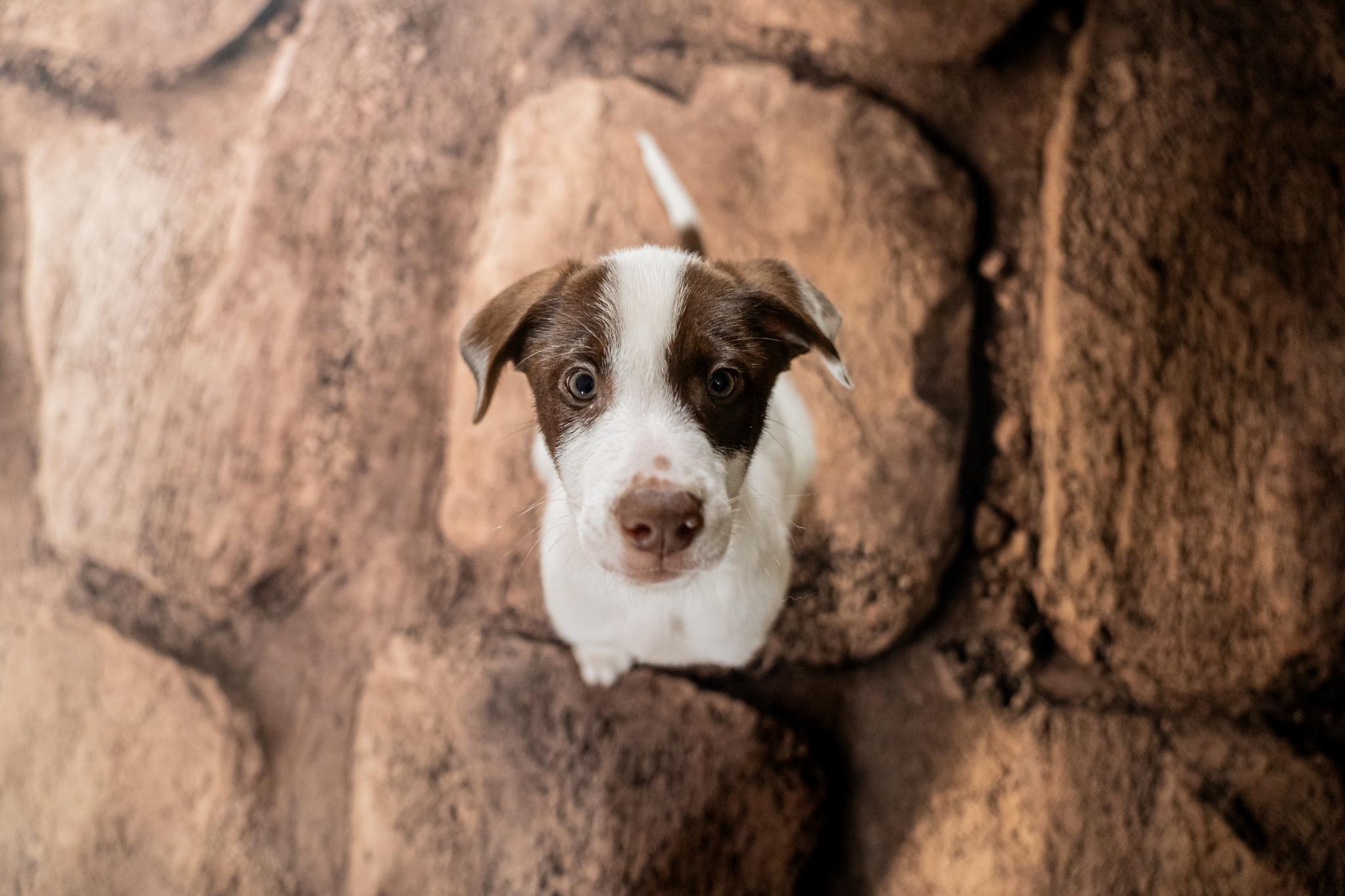 Enlarge Zane, a ADOPTABLE mixed breed in Dellslow, WV image 2/3