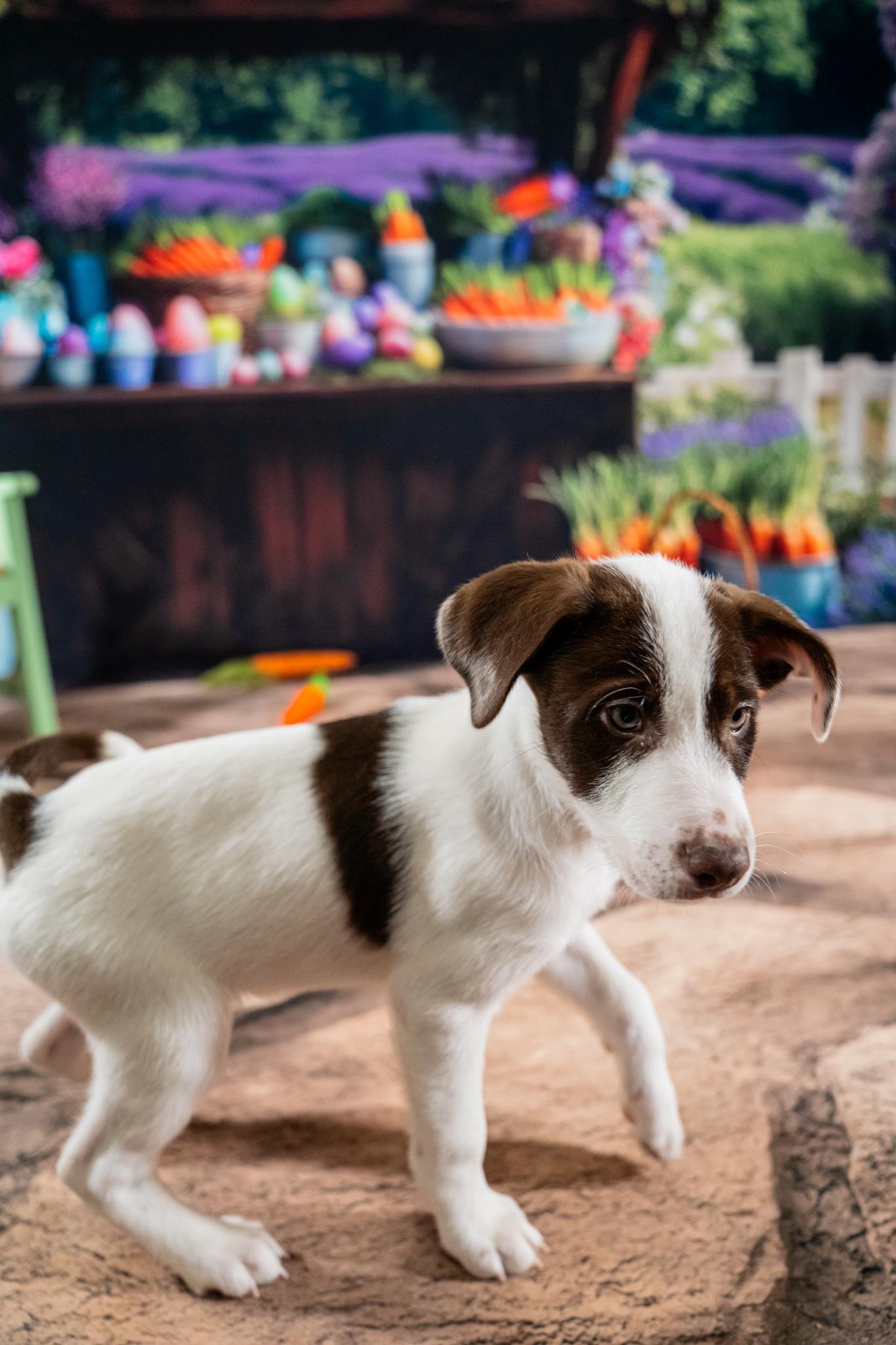 Enlarge Zane, a ADOPTABLE mixed breed in Dellslow, WV image 3/3