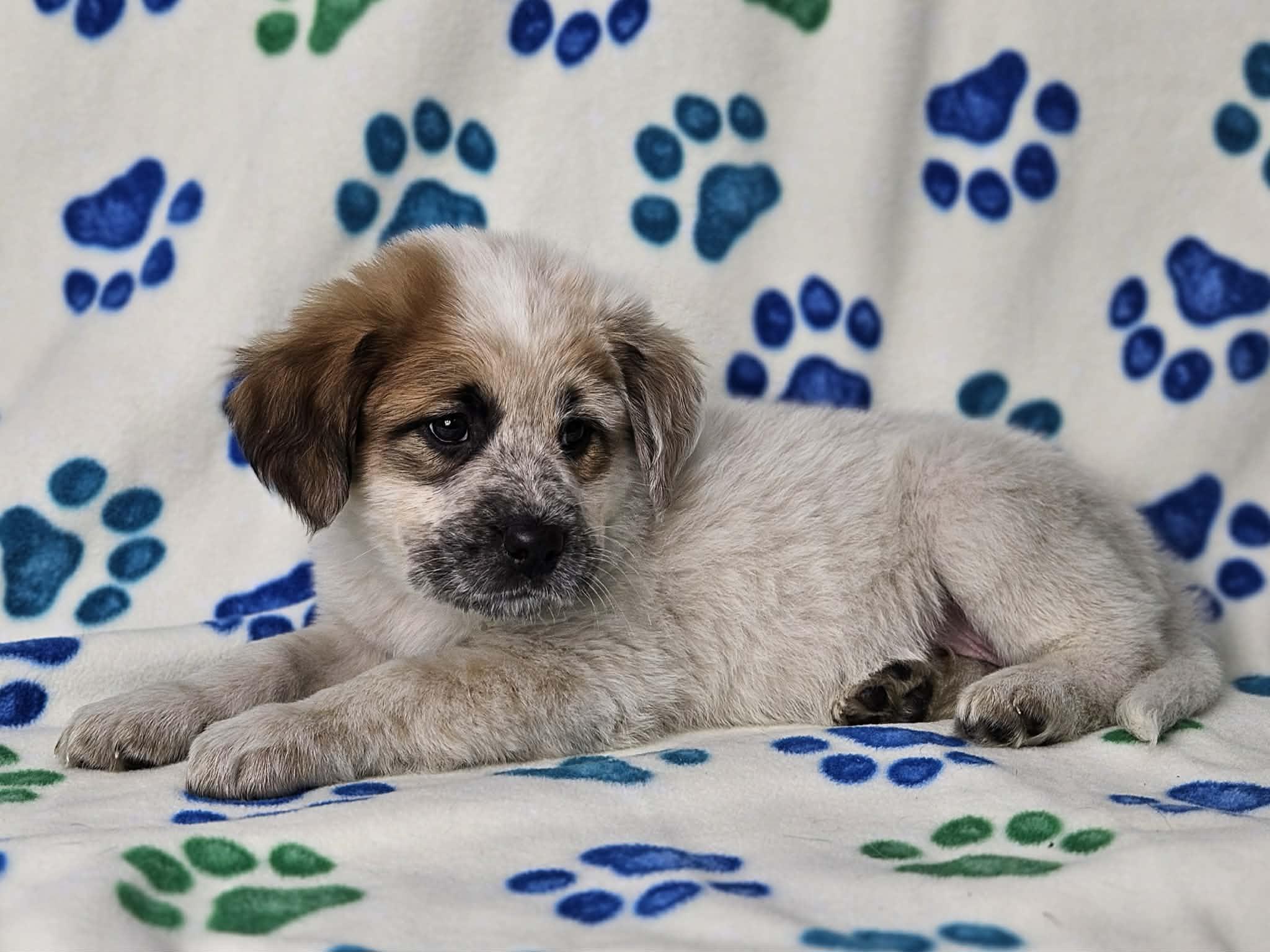 Enlarge Roslyn, an adopted mixed breed in East Sparta, OH image 1/1