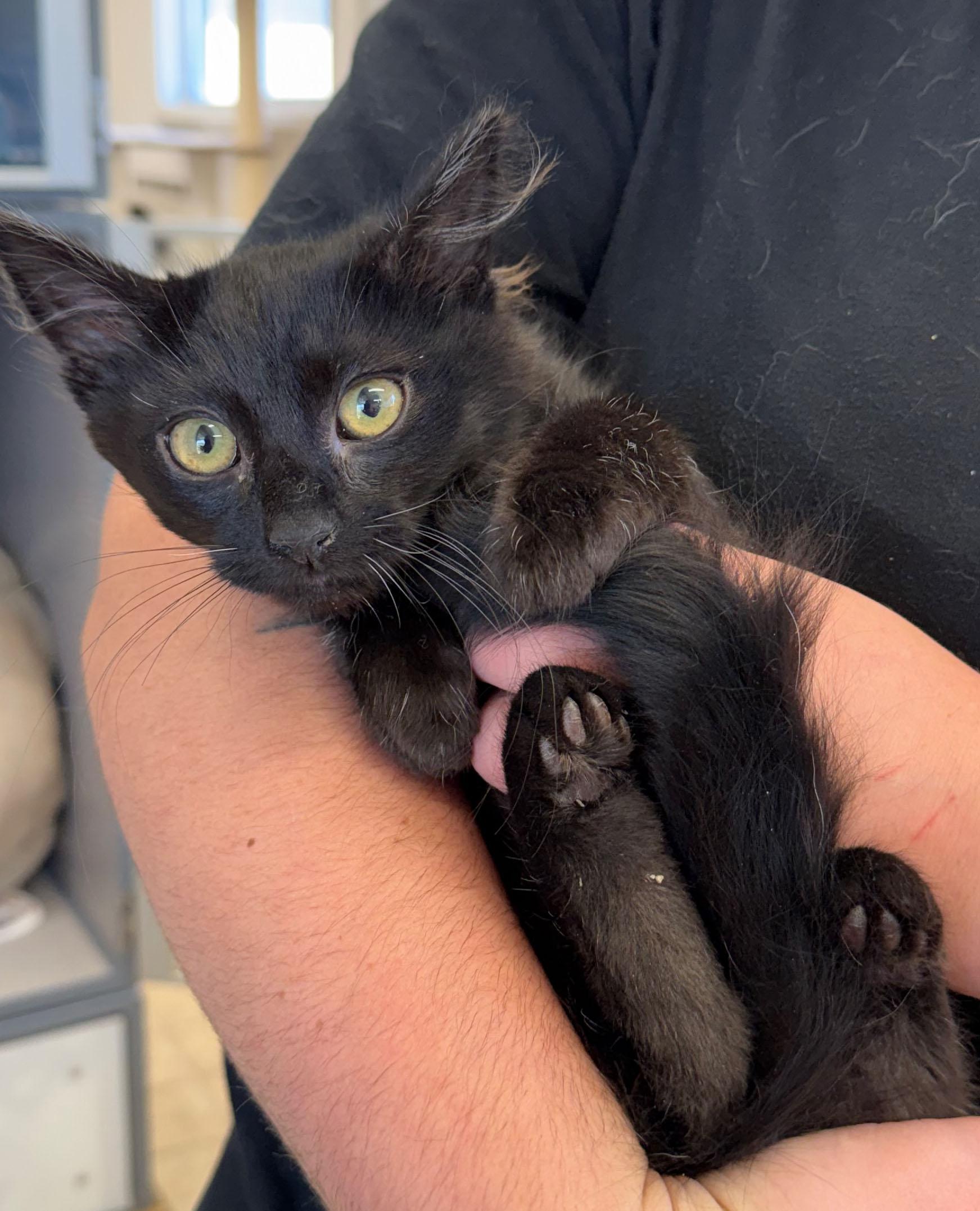 Enlarge Bacon, a Adoptable Domestic Short Hair in Gardnerville, NV image 1/1