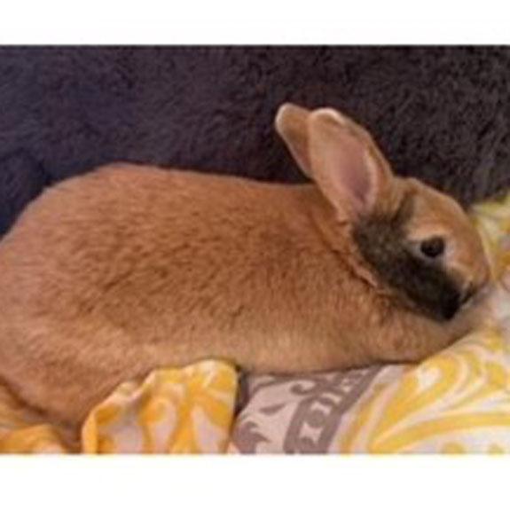 Enlarge Pepper, an adopted mixed breed in Bloomfield, NJ image 1/3