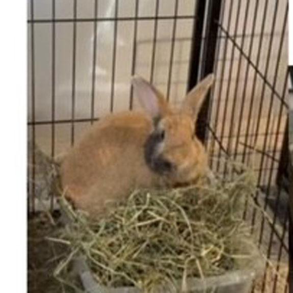 Enlarge Pepper, an adopted mixed breed in Bloomfield, NJ image 2/3