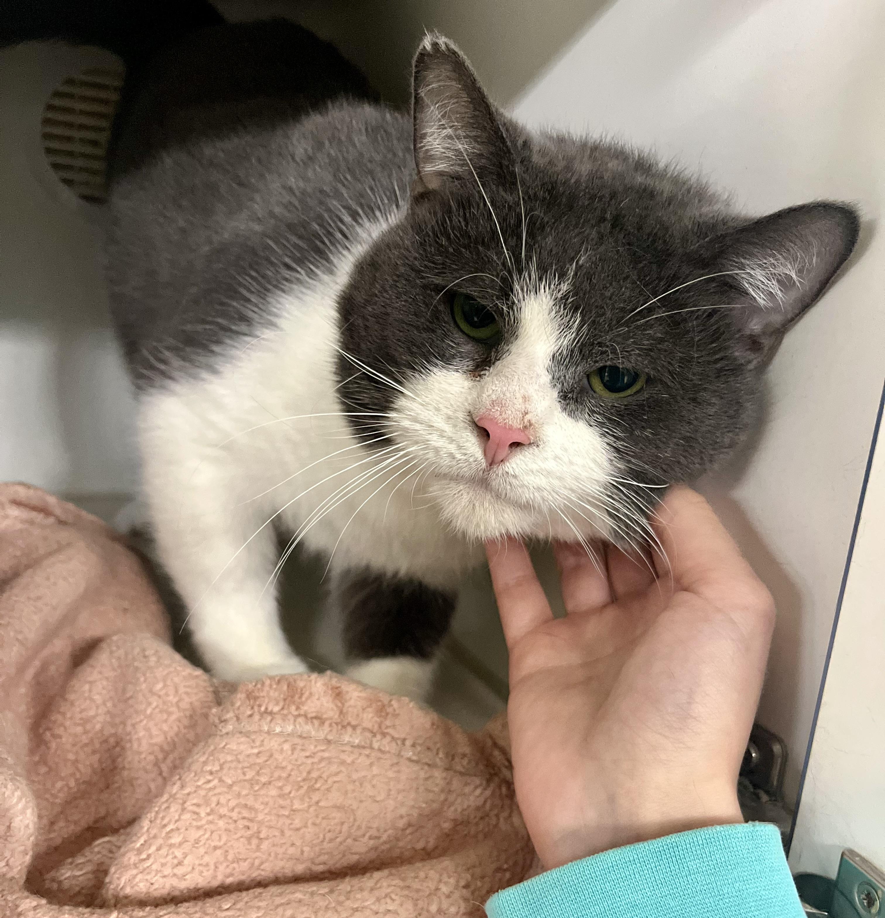 Enlarge Trouble 2, an adoptable Domestic Short Hair in Seville, OH image 2/4