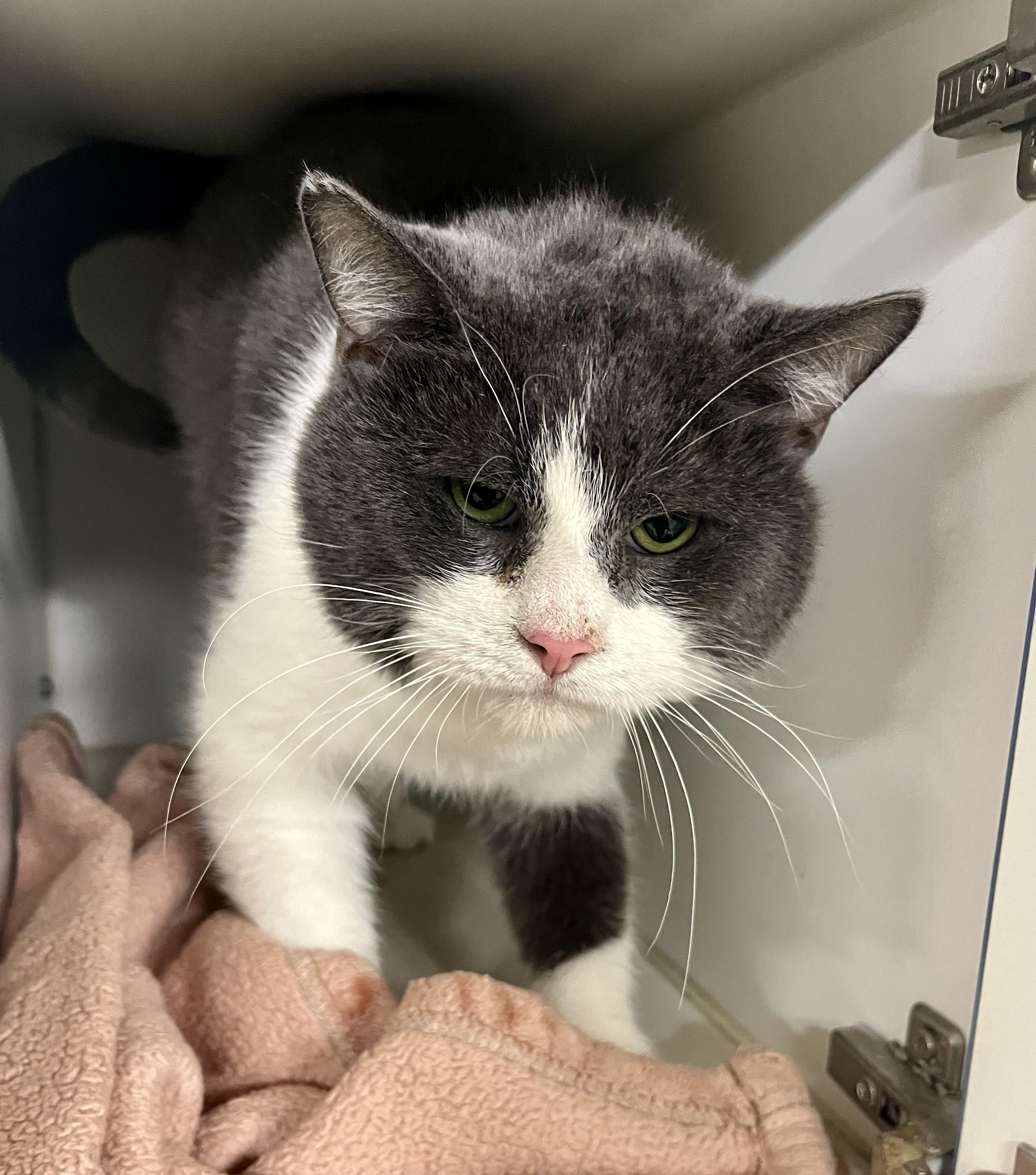 Enlarge Trouble 2, an adoptable Domestic Short Hair in Seville, OH image 1/4