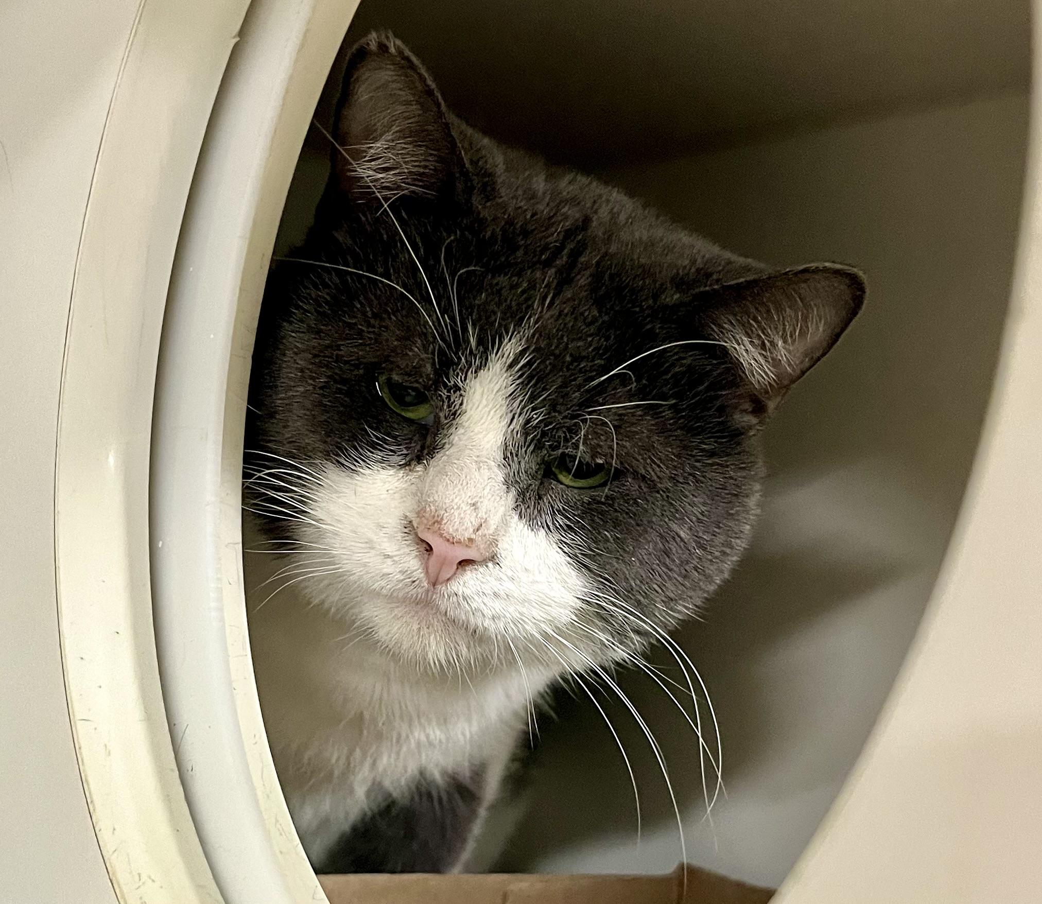 Enlarge Trouble 2, an adoptable Domestic Short Hair in Seville, OH image 4/4