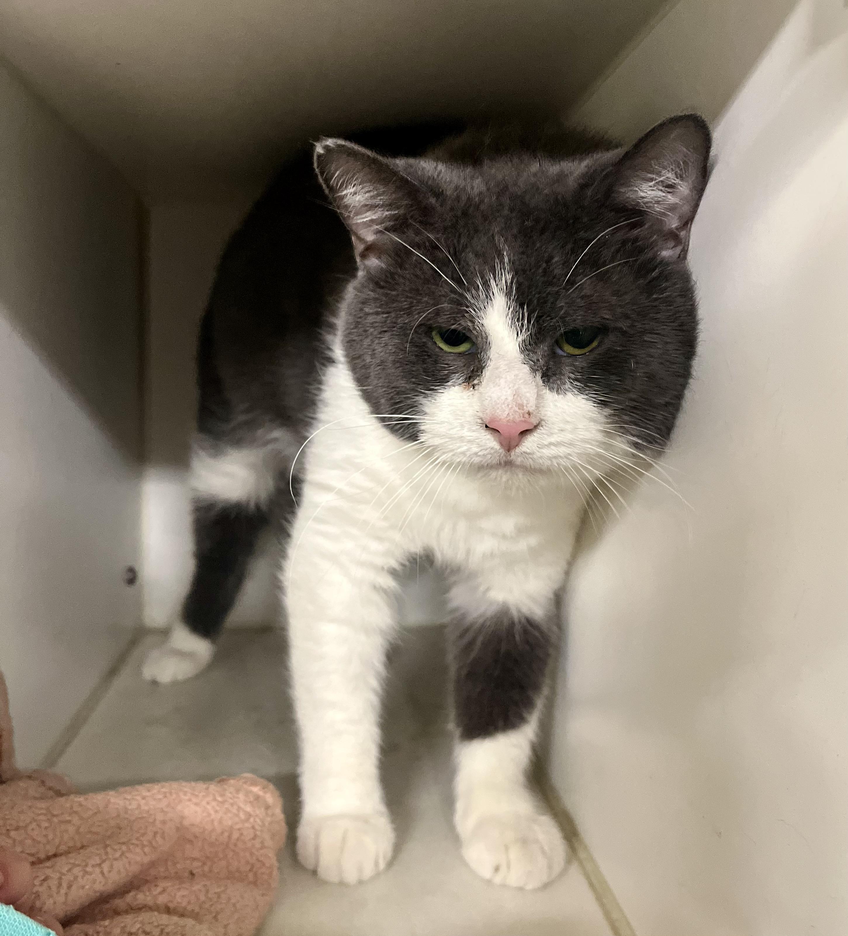 Enlarge Trouble 2, an adoptable Domestic Short Hair in Seville, OH image 3/4