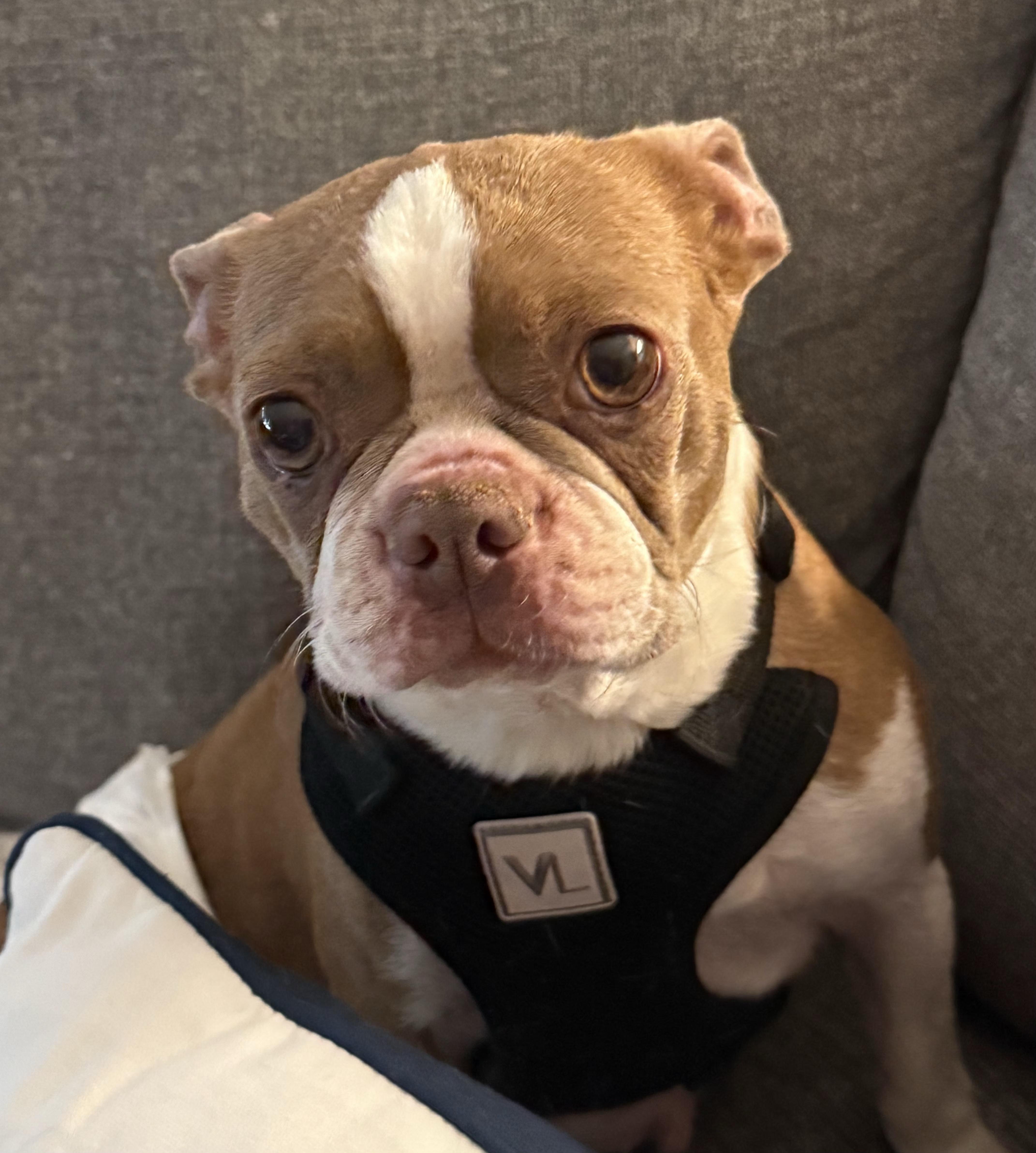 Enlarge Summer - Pending, a Adoptable Boston Terrier in St Louis, MO image 2/6